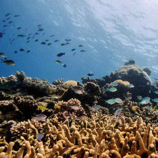 Rotto Reef Blog Posts – blue moon swim